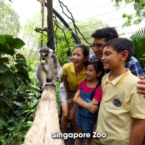 Khám phá vườn thú Singapore - Nơi bảo tồn động vật hoang dã 223-1-300x300