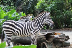 Khám phá vườn thú Singapore - Nơi bảo tồn động vật hoang dã 223-10-300x200