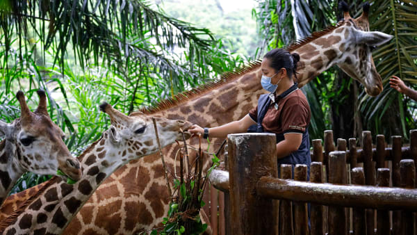 Khám phá vườn thú Singapore - Nơi bảo tồn động vật hoang dã 223-11