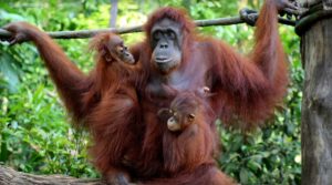 Khám phá vườn thú Singapore - Nơi bảo tồn động vật hoang dã 223-3-300x167