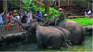 Khám phá vườn thú Singapore - Nơi bảo tồn động vật hoang dã 223-6-300x168