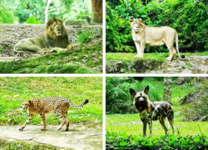 Khám phá vườn thú Singapore - Nơi bảo tồn động vật hoang dã 223-9-1-300x217