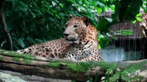 Khám phá vườn thú Singapore - Nơi bảo tồn động vật hoang dã 223-9-2-300x167